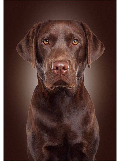 15 best chocolate lab puppy names images on Pinterest | Chocolate labradors, Baby puppies and ...