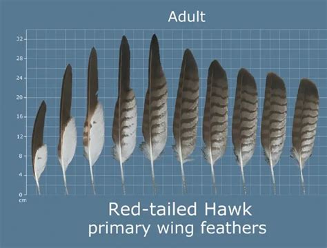 How To Identify Owl Feathers - Best Guide On Recognizing Owl Feathers ...