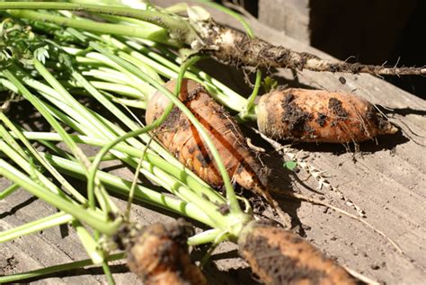 The 5 Best Vegetables to Grow in a Raised Bed | Craftsy