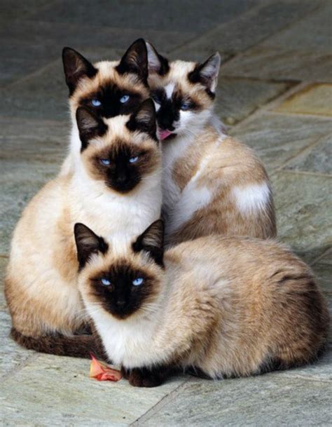 lovely pets : 10 Cutest Cat Breeds