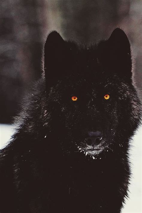 ZOO imagenes de animales | Wolf dog, Black wolf, Animals beautiful