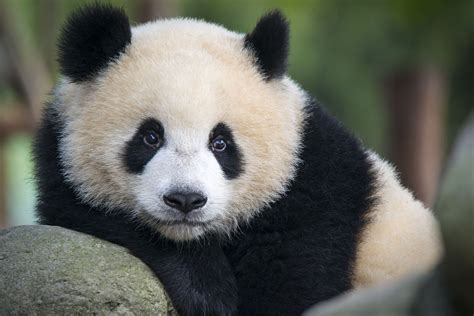 Are Giant Pandas Endangered?