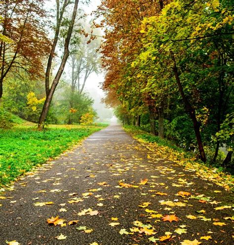 Autumn on the country road — Stock Photo © idizimage #10771125