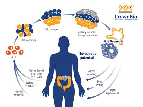 OX40 Agonists: Boosting Cancer Immunotherapy