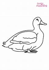 Duck Pond Coloring Page sketch template