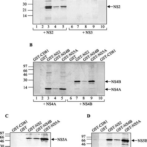 Summary of the GST pull-down assay results. The grid shows strong ( F )... | Download Scientific ...