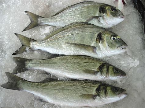 A quality project for sea bream, sea bass - Responsible Seafood Advocate