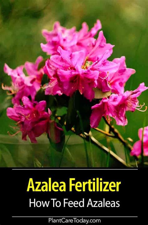 How to Feed Azaleas | Azaleas care, Azaleas landscaping, Azalea fertilizer