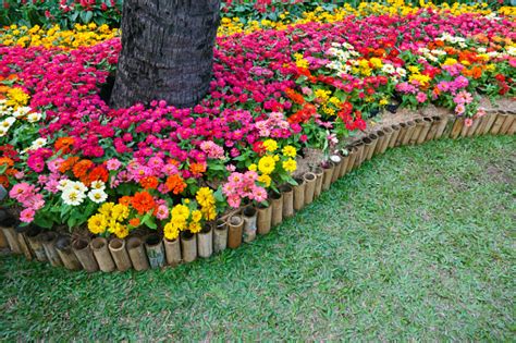 Colourful Zinnia Flowers At The Garden Stock Photo - Download Image Now ...