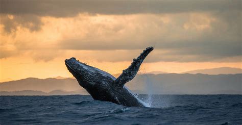 Reseach Finds Fin Whale Songs Shed Light On Migration