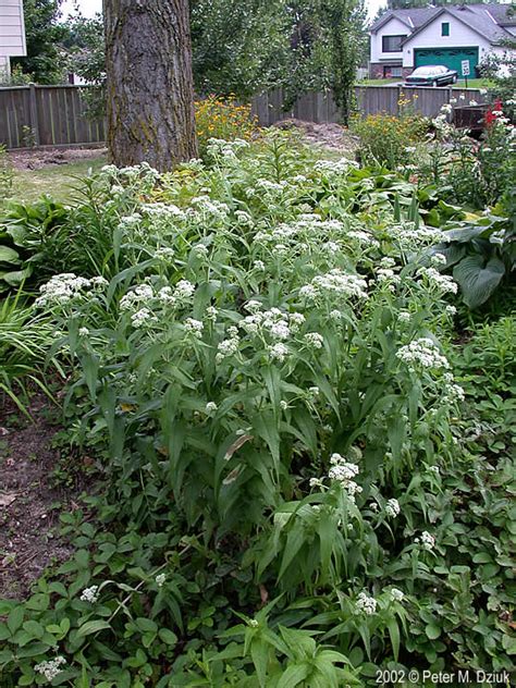 Eupatorium perfoliatum (Common Boneset): Minnesota Wildflowers