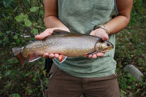 Brook Trout — The Saskatchewan Border