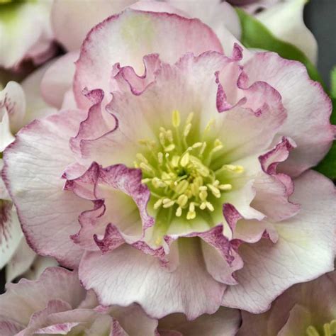 Helleborus 'Flower Girl' (Hellebore)