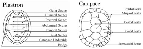 Anatomy Of A Turtle Shell - Anatomical Charts & Posters