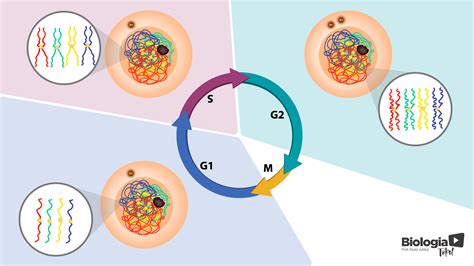 Interfase: a fase mais longa do ciclo celular | Biologia Total | Ciclo celular, Duplicação do ...