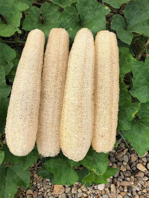 Buy Natural Loofah Sponges Luffa Bath Shower Sponge Exfoliating Body ...