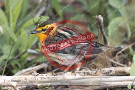 Blackburnian Warbler (female) – Jeremy Meyer Photography