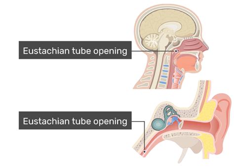 Eustachian tube (auditory tube): anatomy and function | GetBodySmart