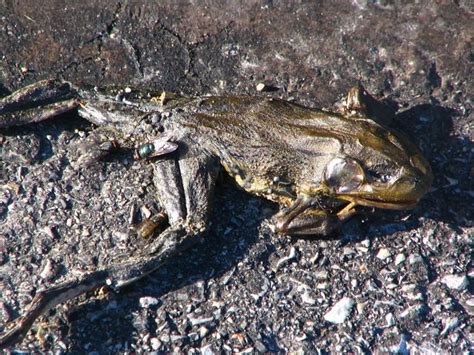 the plague of frogs | Flickr - Photo Sharing!