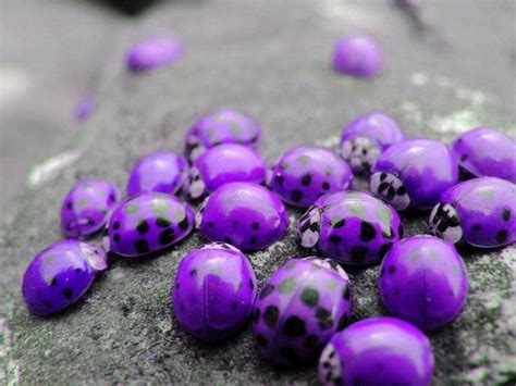 Purple ladybugs,,found only in Hawaii. | Purple ladybugs, Ladybug, Purple lady