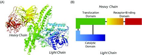 Botulinum toxin structure. (A) Crystal structure of BoNT A obtained ...