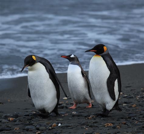 File:Penguins walking -Moltke Harbour, South Georgia, British overseas ...