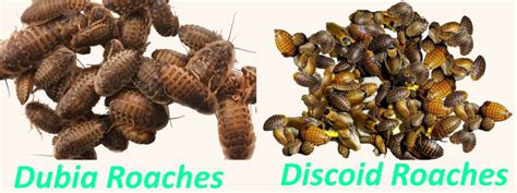 Dubia Roaches vs. Discoid Roaches - What's the Difference? - CritterFam