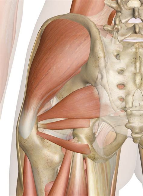 Superficial Muscles of the Hip (Posterior View) | Human body anatomy, Body anatomy, Muscle anatomy