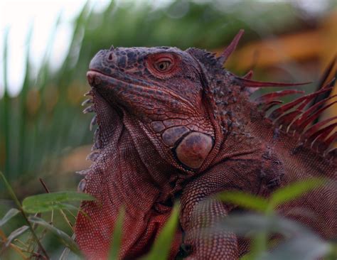 Red Iguana by jramey on DeviantArt