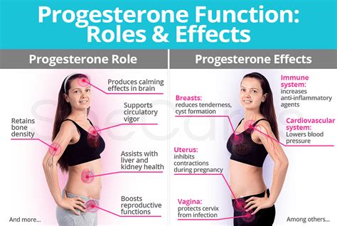 Progesterone effect function sperm caused – Telegraph