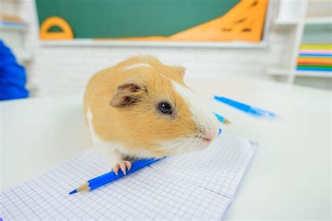 Premium Photo | Back to school zoology september cute guinea pig learning education school ...