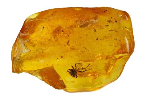 Detailed Fossil Jumping Spider (Araneae) In Baltic Amber - Rare! (#150751) For Sale - FossilEra.com