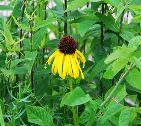 Echinacea paradoxa - Yellow Coneflower - Seeds