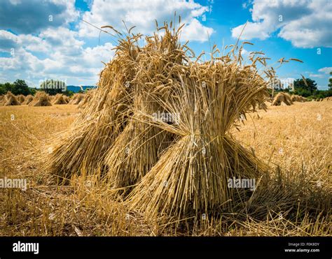 Summer wheat harvest bundled into sheaves Stock Photo - Alamy