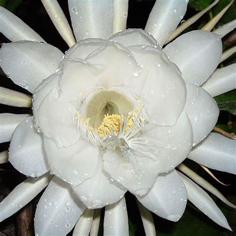 Brahma Kamal/Queen Of The Night - Flowering Plants | Exotic Flora