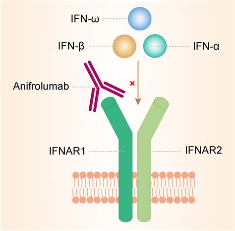 Anifrolumab-Overview - Asociación Lupus Madrid AMELyA