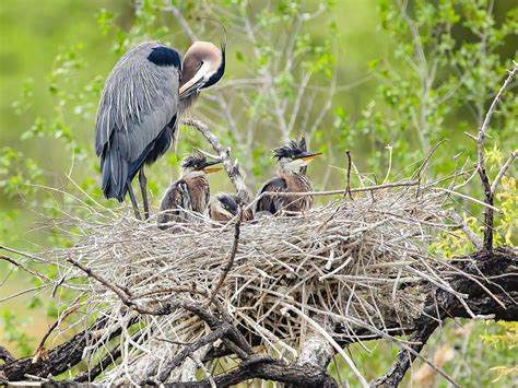 Great Blue Heron Nesting (All You Need To Know) | Birdfact