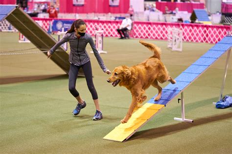 Best Abc Agility Dogs - Kern County Museum