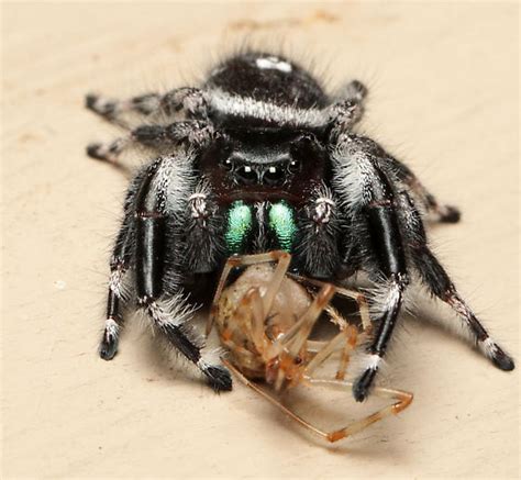 Phidippus audax - BugGuide.Net