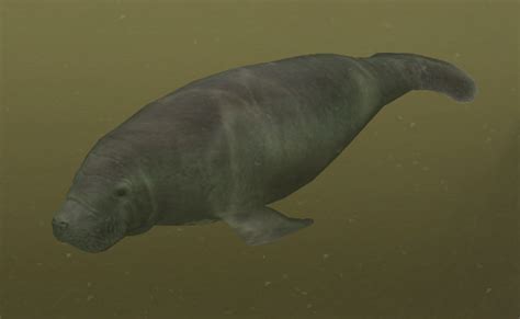 Amazonian Manatee | Endless Ocean Wiki | Fandom