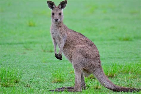 Kangaroos live in Eastern Australia. They live in small groups called ...