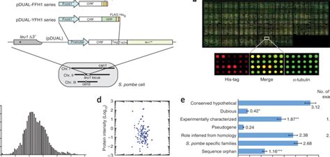 Cloning and expression of the fission yeast ORFeome. (a) Schematic... | Download Scientific Diagram