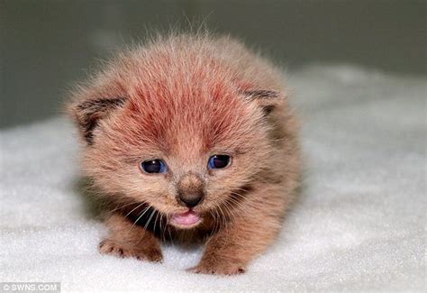 Pink kitten: The real Pink Panther's fur changed colour after being bathed in cement | Daily ...