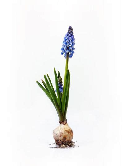 Propagating Grape Hyacinths - Learn How T Propagate Muscari Grape ...