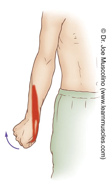 Extensor Pollicis Brevis - Stretching - Learn Muscles