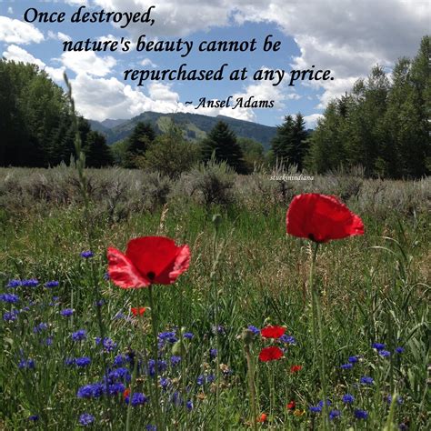 "Once destroyed, nature's beauty cannot be repurchased at any price ...