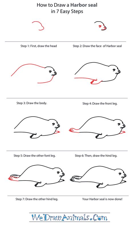 How to Draw a Harbor Seal