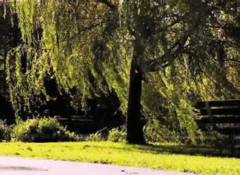 pagewoman: rapgenius.com Weeping Willow, Willow Tree, Simply Beautiful, Beautiful World ...