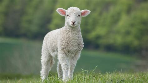 White Sheep Is Standing On Green Grass In Green Blur Forest Background HD Sheep Wallpapers | HD ...