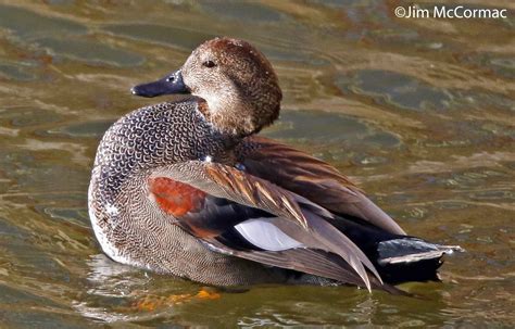 Ohio Birds and Biodiversity: The Gadwall, a study in understated aesthetics